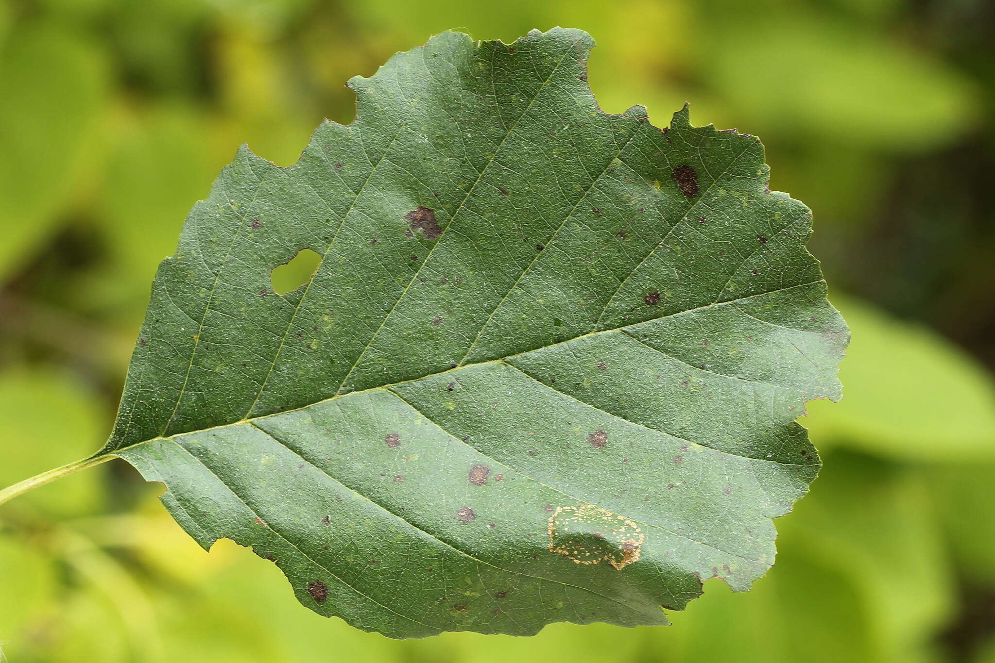 Plancia ëd Phyllonorycter klemannella (Fabricius 1781)