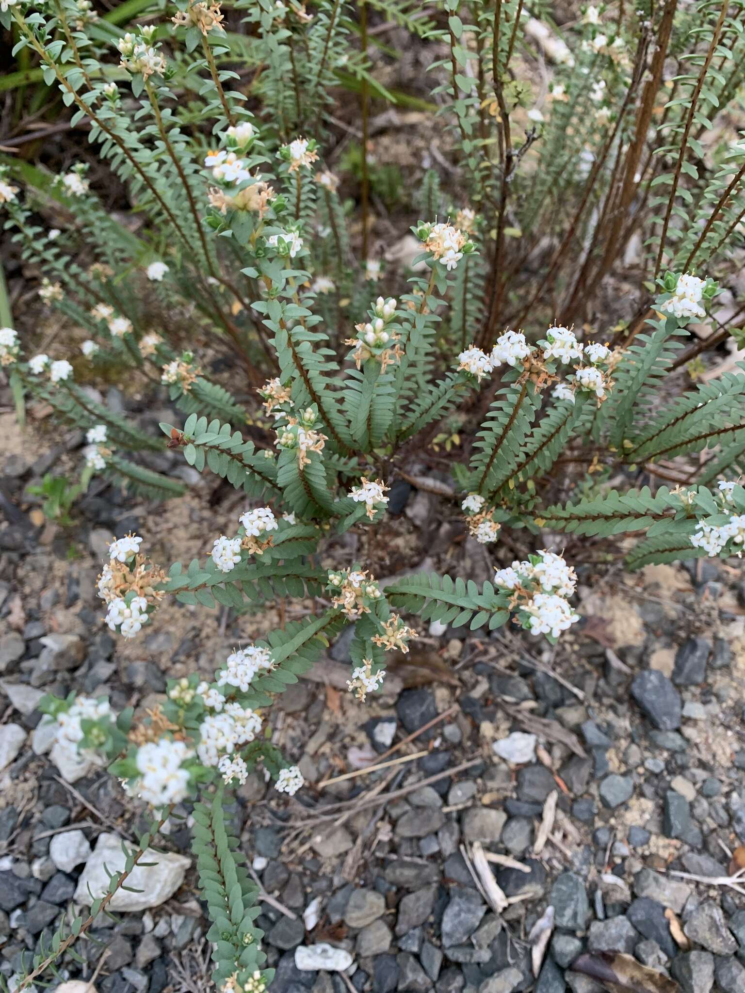 Image of Pimelea orthia C. J. Burrows & Thorsen