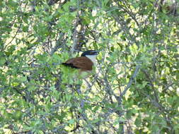 Plancia ëd Centropus senegalensis flecki Reichenow 1893