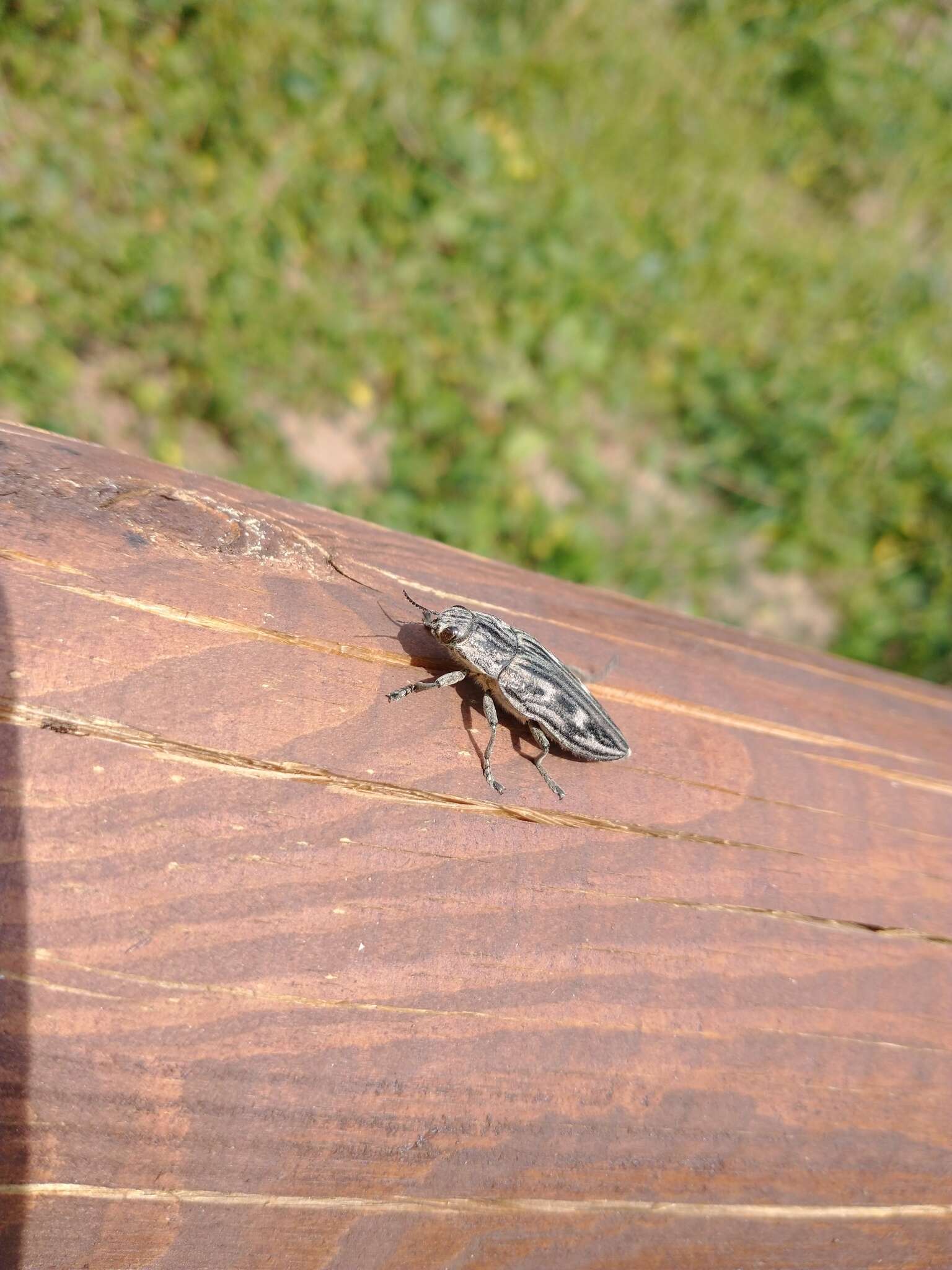 Image of Flatheaded Pine Borer