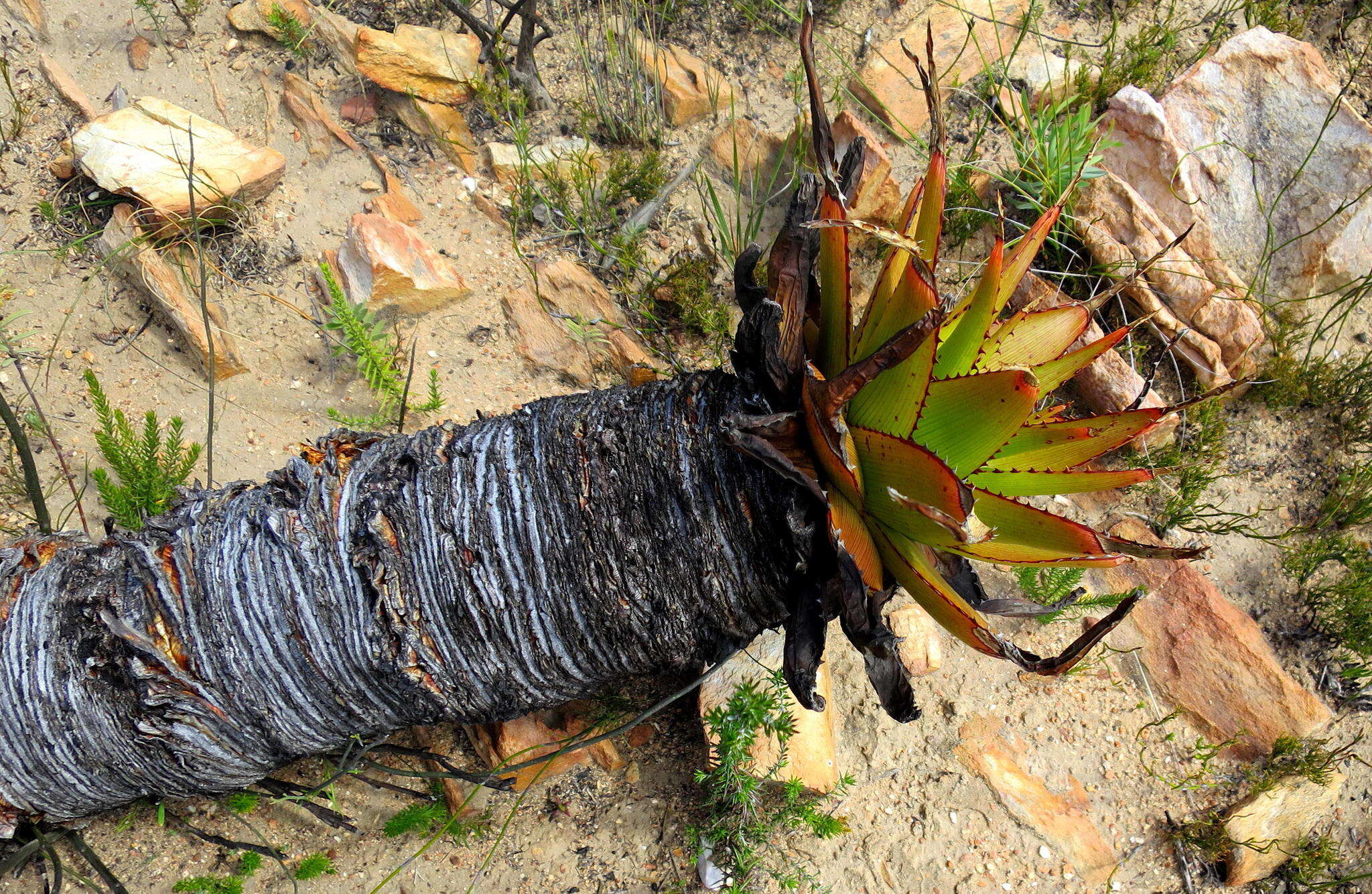 Imagem de Aloe lineata var. muirii (Marloth) Reynolds