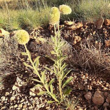 Ptilotus clementii (Farmar) Benl的圖片