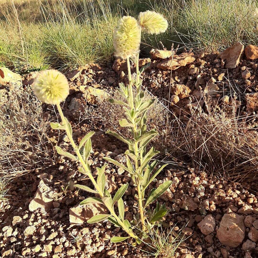 Image of Ptilotus clementii (Farmar) Benl