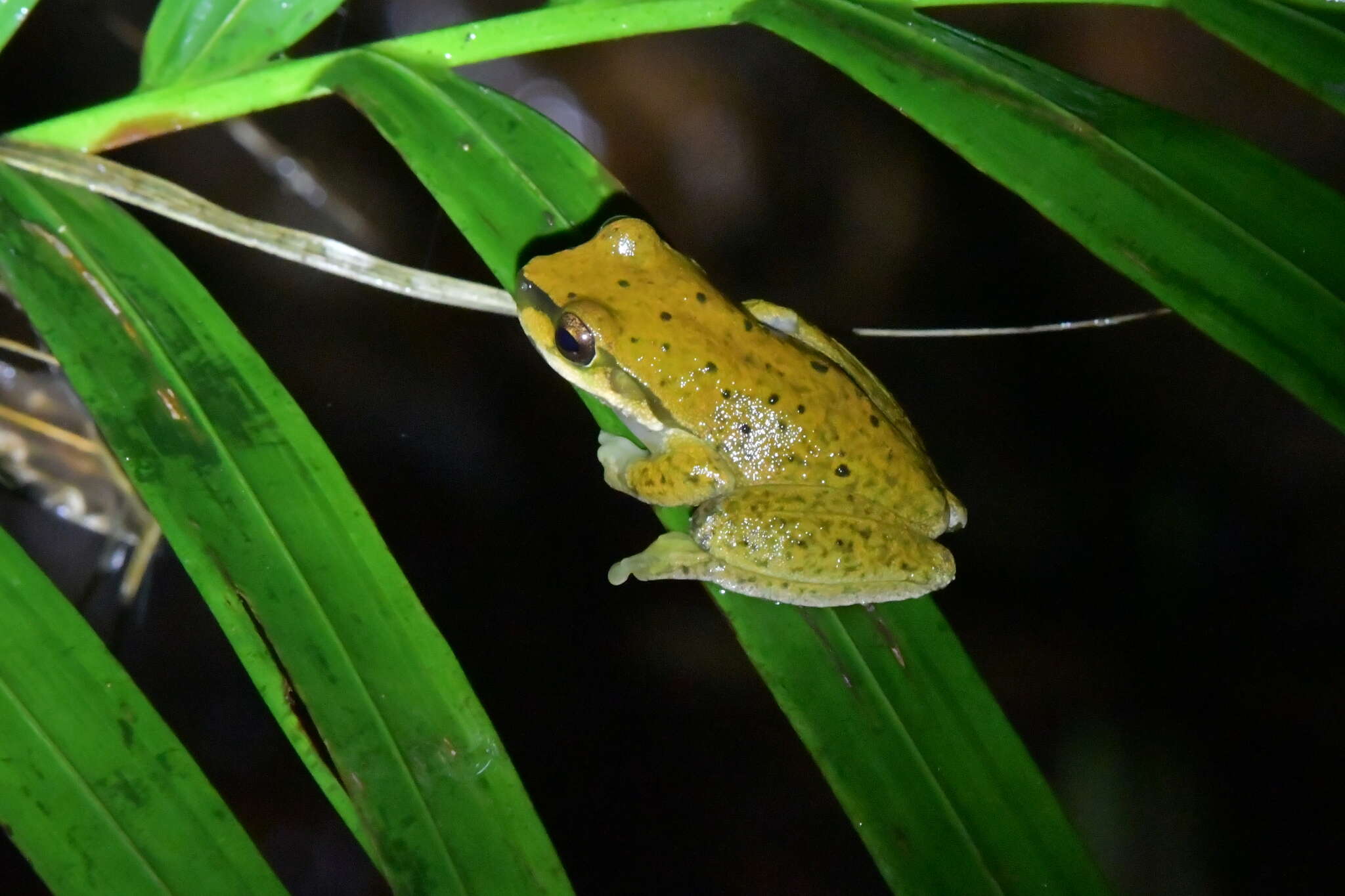 Ranoidea pearsoniana (Copland 1961)的圖片