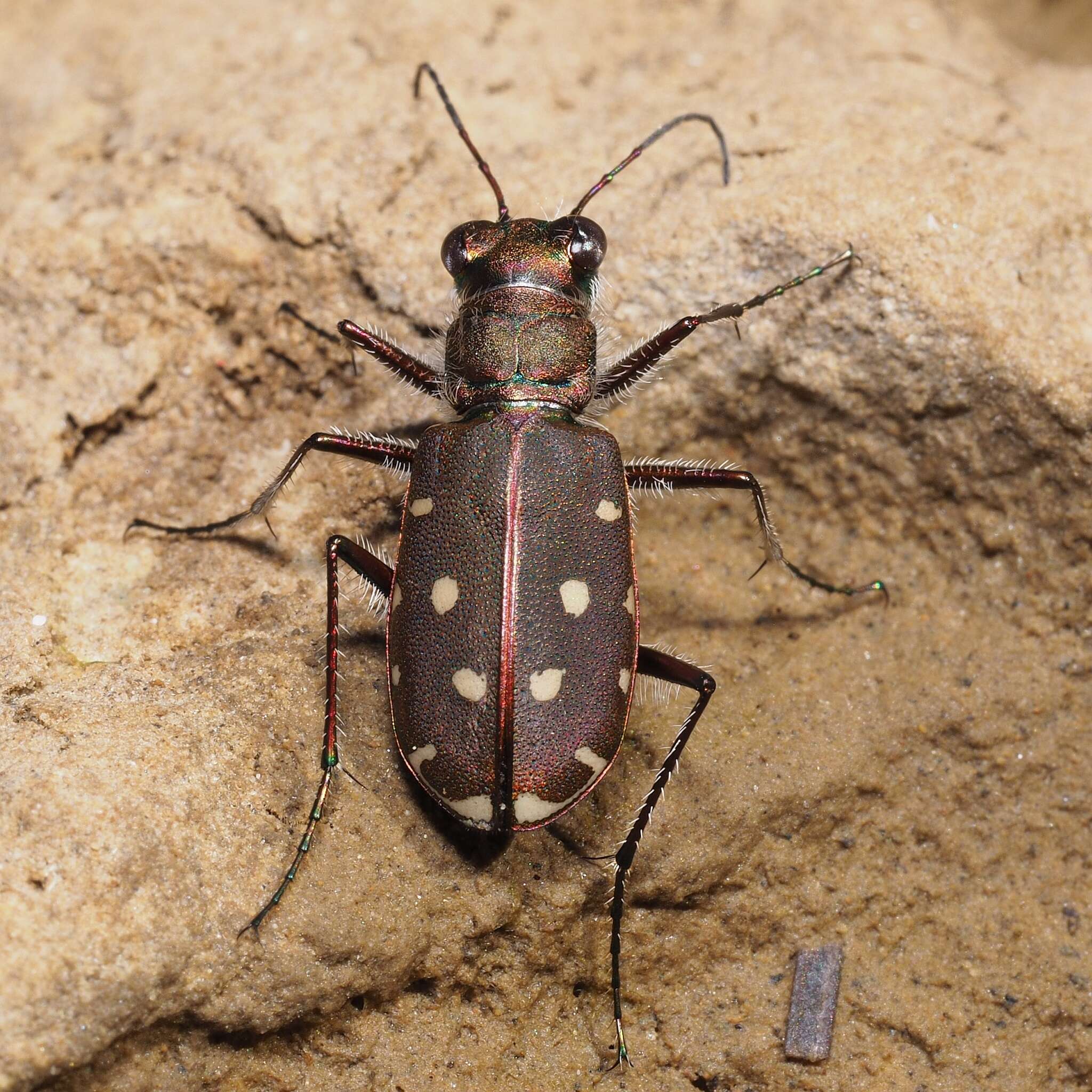 Image of Cicindela (Calomera) littoralis Fabricius 1787