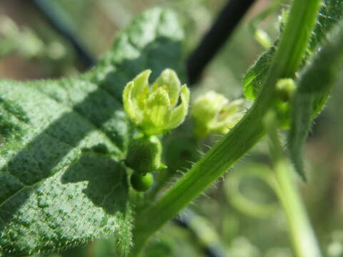 Image of Cretan bryony