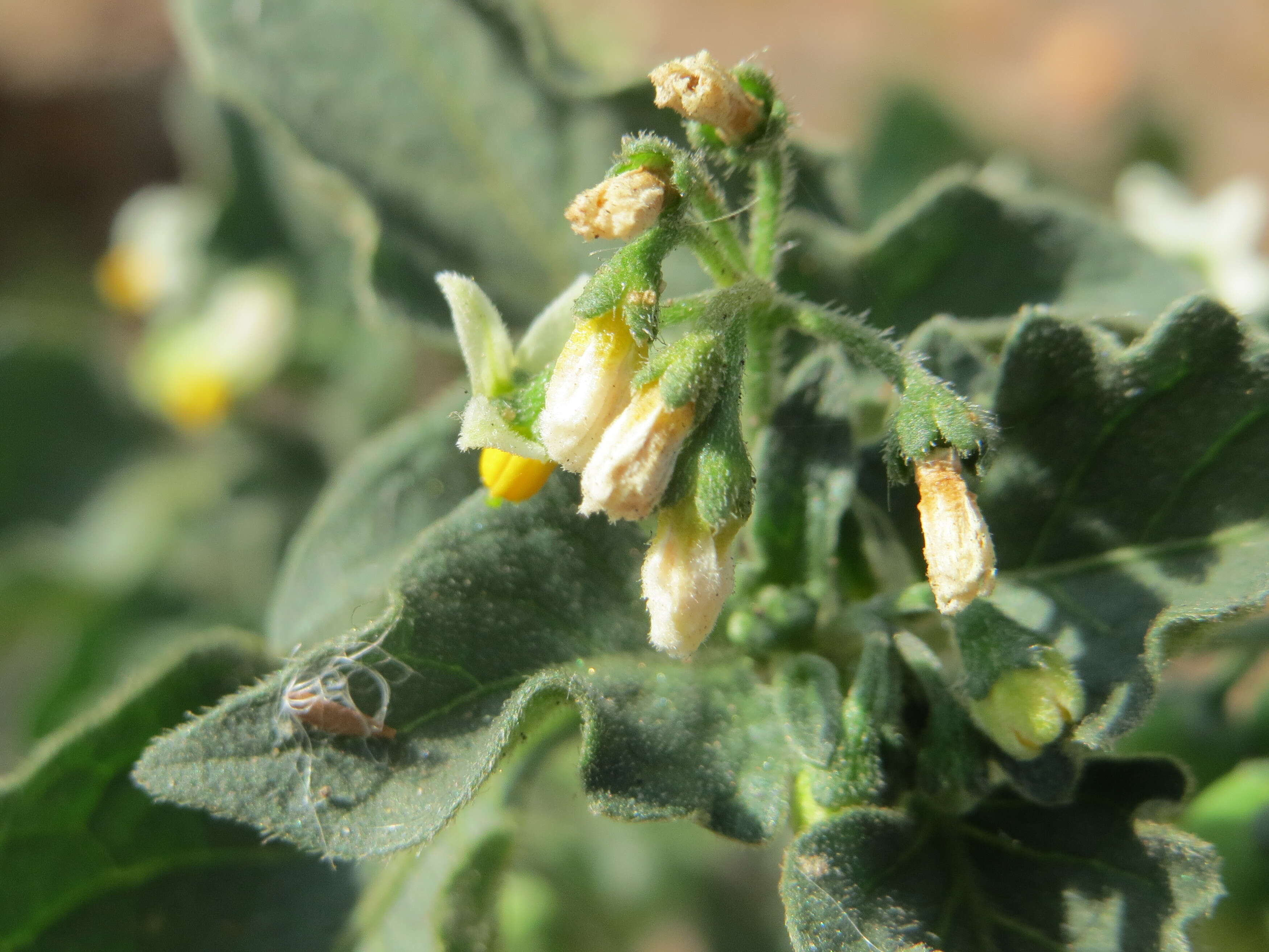 Image of European Black Nightshade