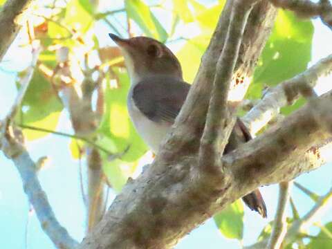 Image of Cuban Solitaire