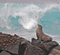 Image de Otarie des Galapagos