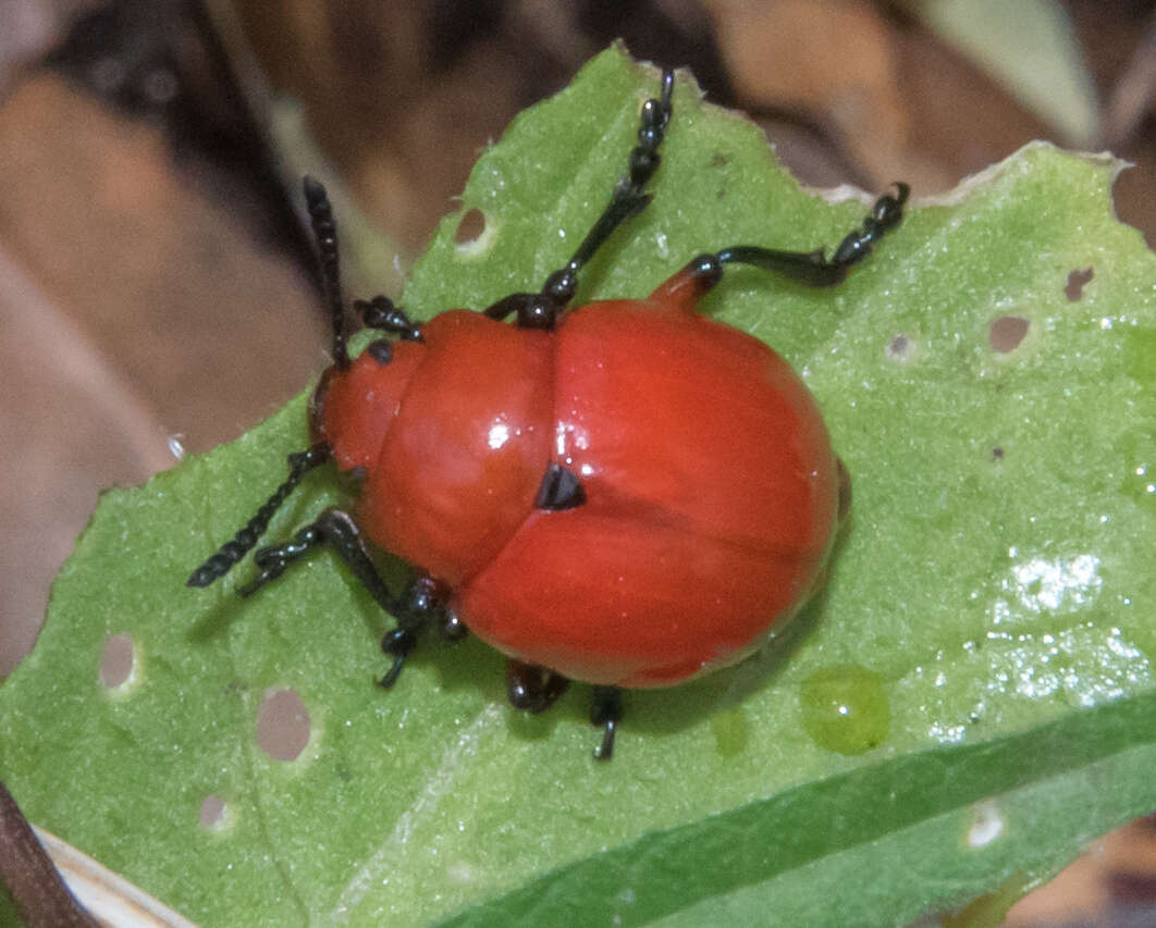 Imagem de Leptinotarsa rubiginosa (Rogers 1856)