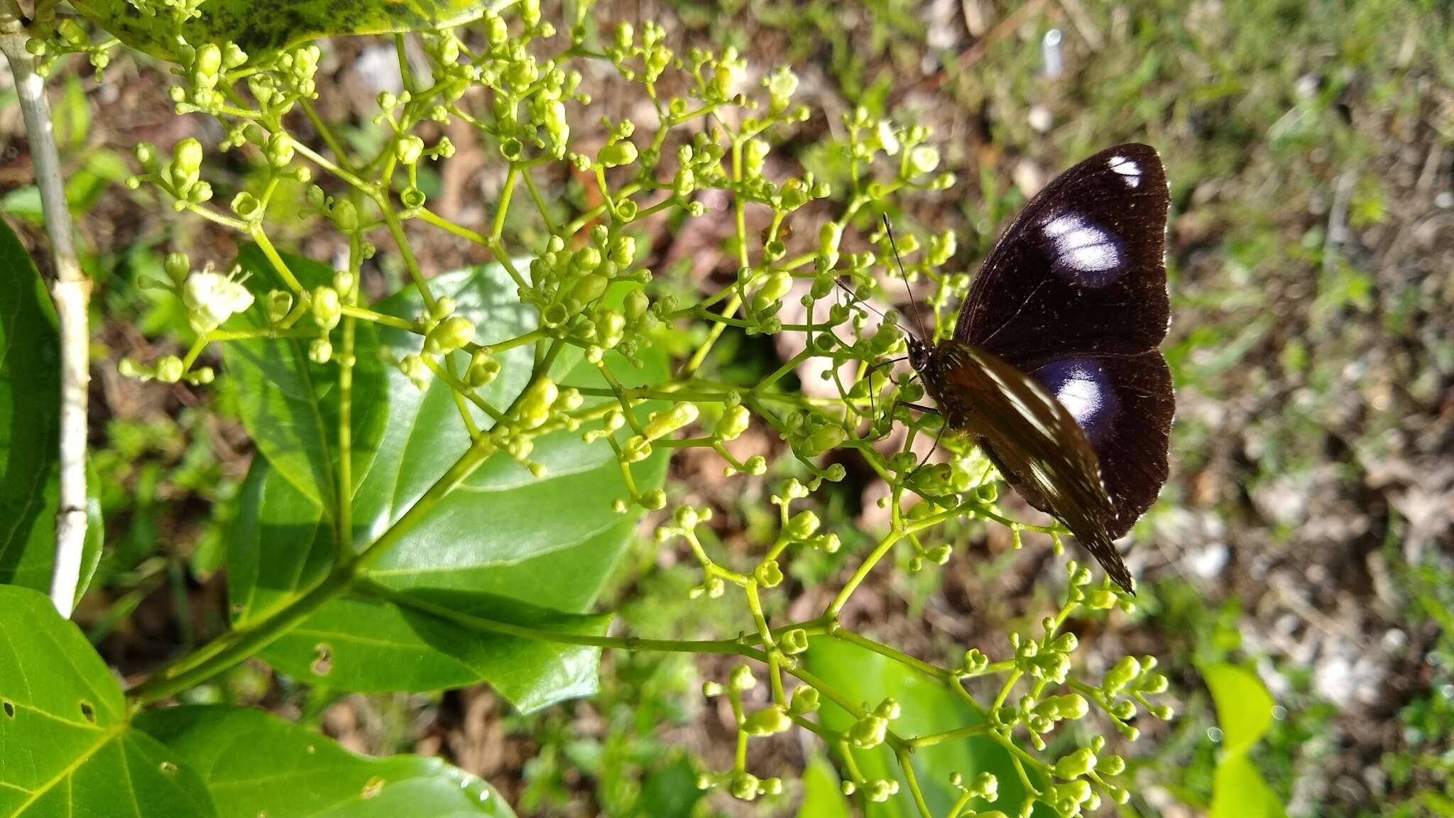 Image of Premna obtusifolia R. Br.