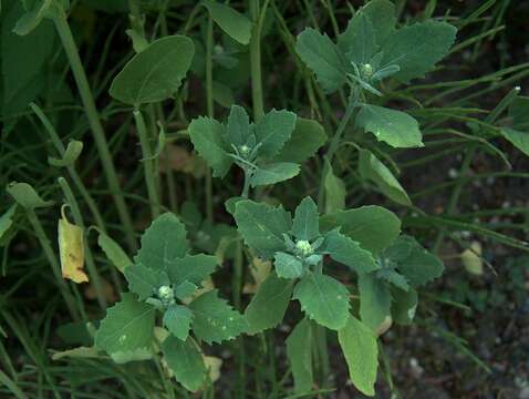 Imagem de Chenopodium album L.