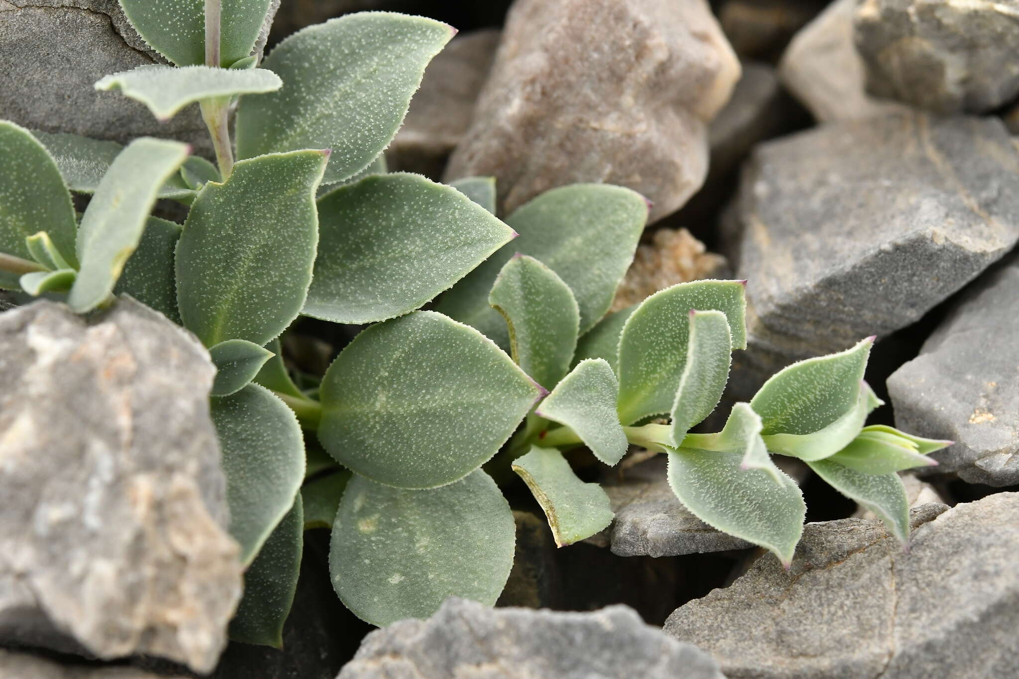 Image of Silene vulgaris subsp. prostrata (Gaudin) Schinz & Thell.