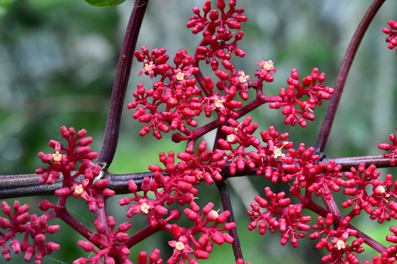 Image of Cissus biformifolia Standl.