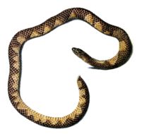 Image of Günther's Burrowing Snake