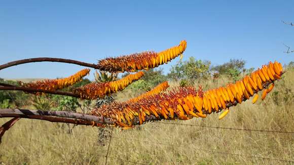 Image of Mountain aloe