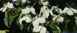 Image of Chinese dogwood