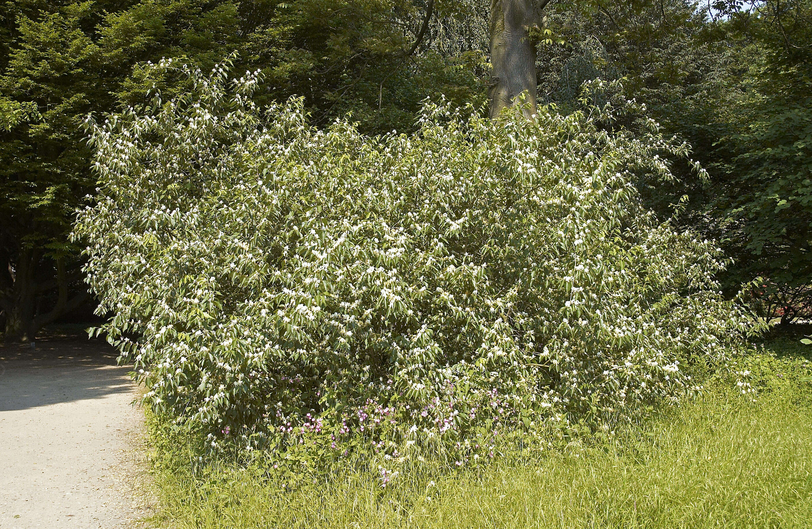 Image of Amur honeysuckle