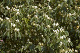 Image of Amur honeysuckle