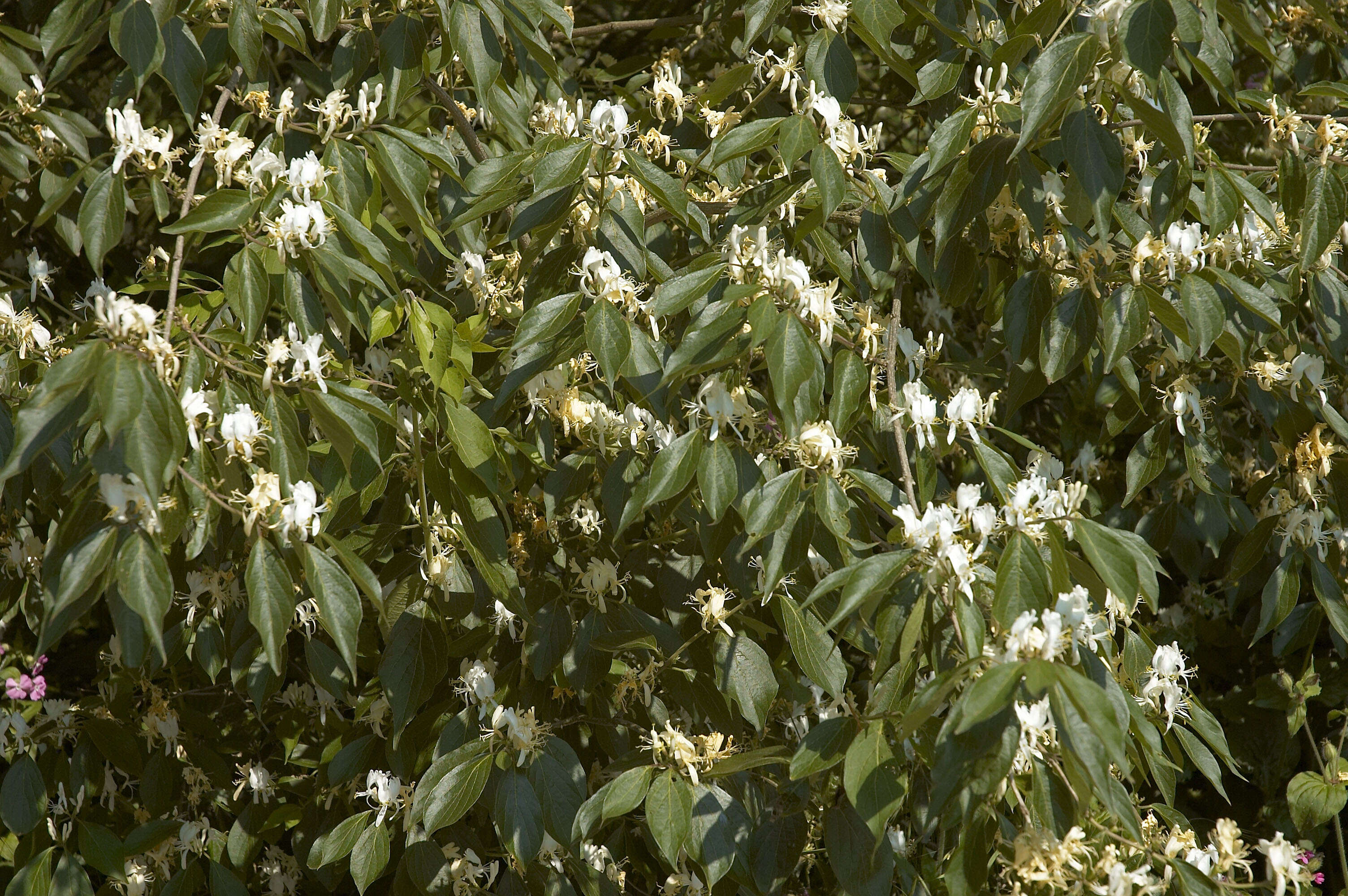 Imagem de Lonicera maackii (Rupr.) Maxim.