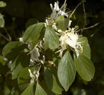 Image of Amur honeysuckle