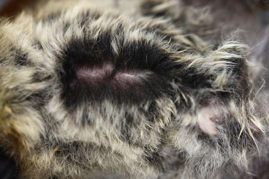 Image of Fringed Myotis