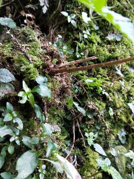 Image of Athyrium silvicola Tag.