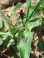 Image of Dock-Leaf Smartweed