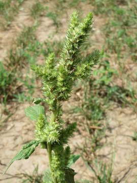 Image of redroot amaranth