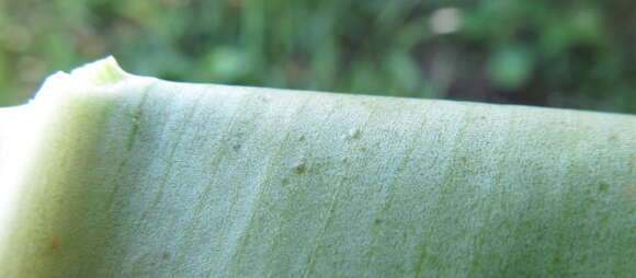 Imagem de Costus guanaiensis var. tarmicus (Loes.) Maas