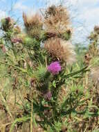 Image of Spear Thistle