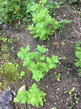 Image of feverfew