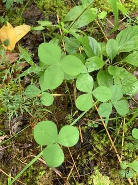 Image of running glade clover