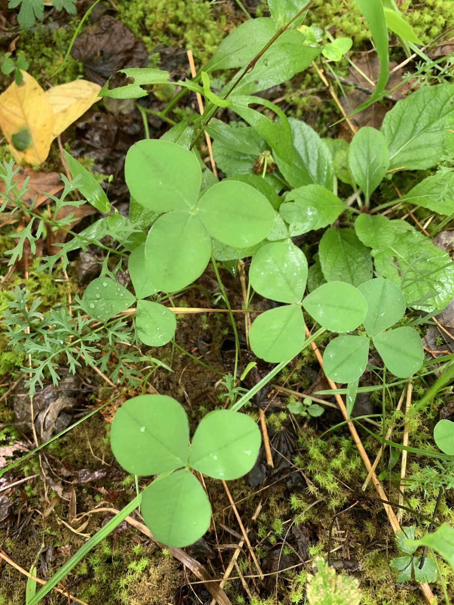 Image de Trifolium calcaricum J. L. Collins & Wieboldt