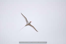 Image of Red-billed Tropicbird