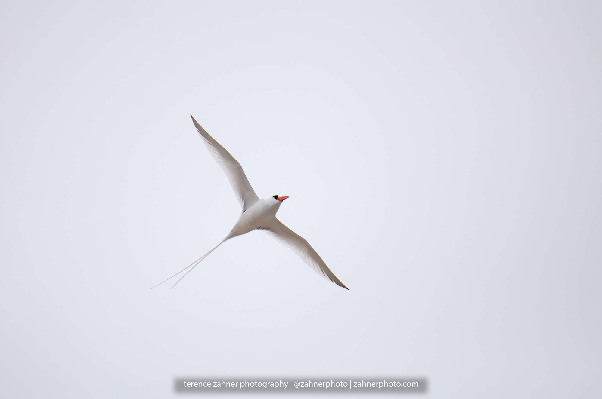 Image of Red-billed Tropicbird