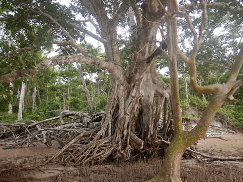 Image of brown-woolly fig