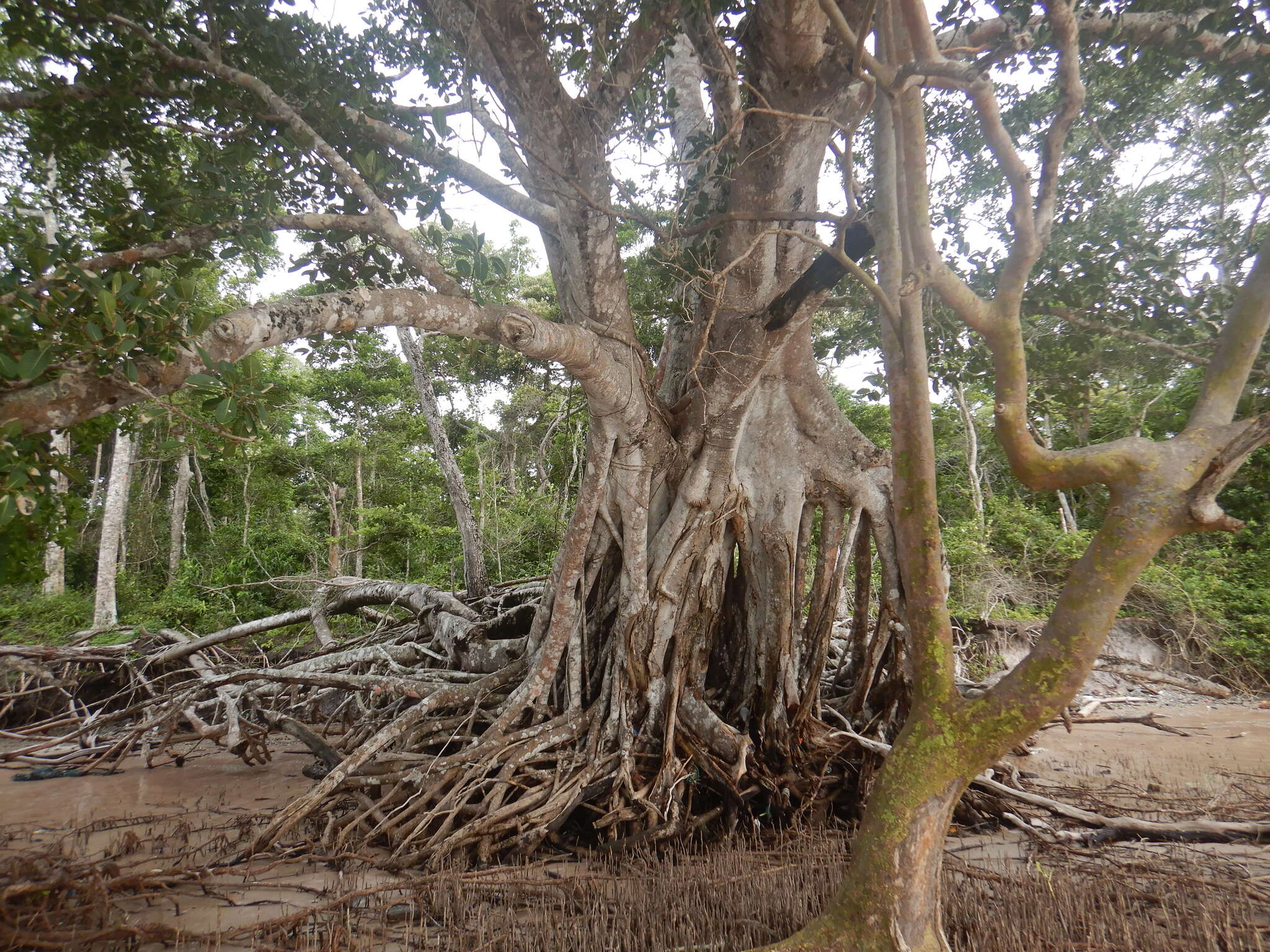 صورة Ficus drupacea Thunb.