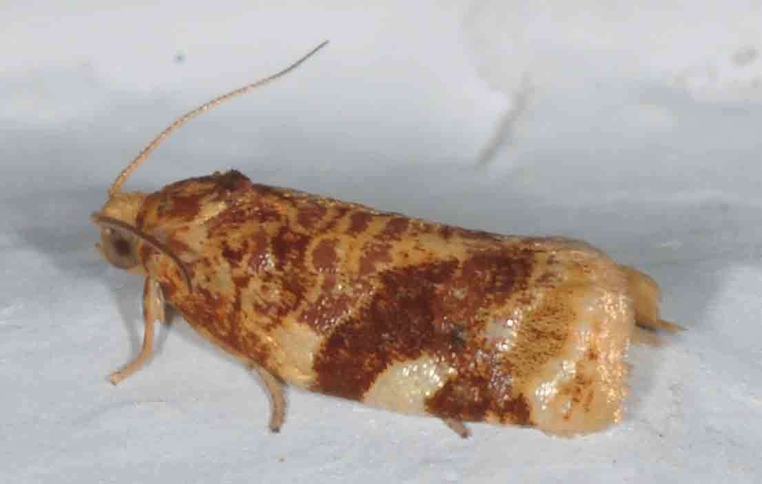 Image of Fruit-Tree Leafroller Moth