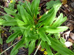 Plancia ëd Primula obliqua W. W. Sm.