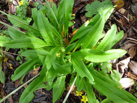 Plancia ëd Primula obliqua W. W. Sm.