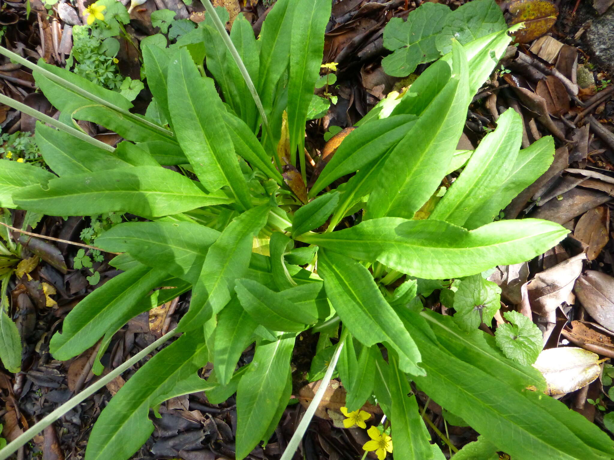 Plancia ëd Primula obliqua W. W. Sm.