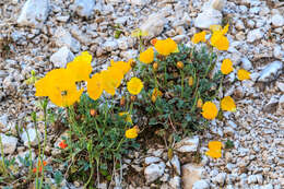 Imagem de Papaver alpinum L.