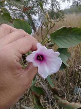 Слика од Ipomoea carnea subsp. fistulosa (Mart. ex Choisy) D. F. Austin