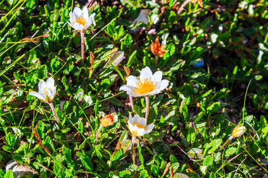 Imagem de Dryas octopetala L.