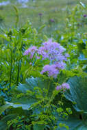 Image of Thalictrum aquilegiifolium