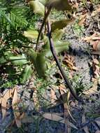 Image of Lomatia ilicifolia R. Br.