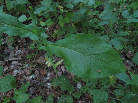 Image of Lactuca quercina L.