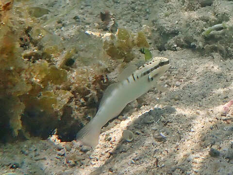 Imagem de Amblygobius stethophthalmus (Bleeker 1851)