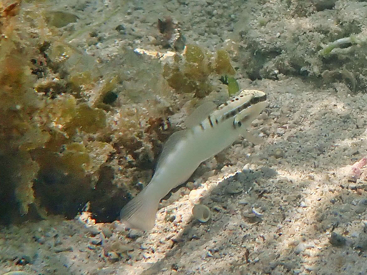 Image de Amblygobius stethophthalmus (Bleeker 1851)